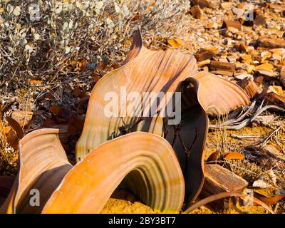 Welwitschia Mirabilis auch als lebende fossile, versteinerte Wald, Namibia benannt Stockfoto