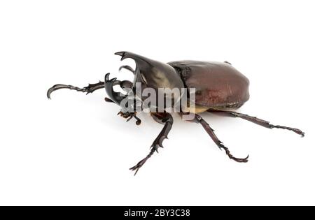 Bild von Dynastinae auf weißem Hintergrund. Insekt. Tier. Dynastinae ist Kämpfer des Berges in aus Thailand. Stockfoto