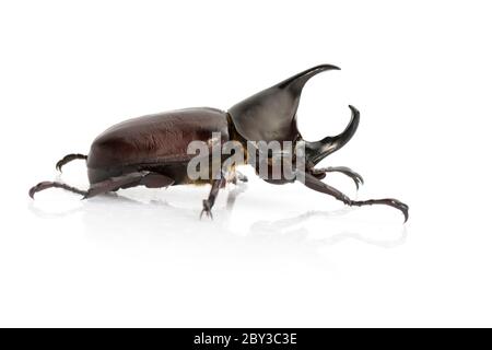 Bild von Dynastinae auf weißem Hintergrund. Insekt. Tier. Dynastinae ist Kämpfer des Berges in aus Thailand. Stockfoto