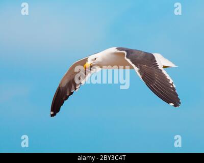 Meeresmöwe im Flug isoliert auf blauem Himmel Hintergrund. Stockfoto