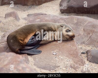 Junge braune Robben auf dem Felsen, Cape Cross Robbenkolonie, Namibia Stockfoto