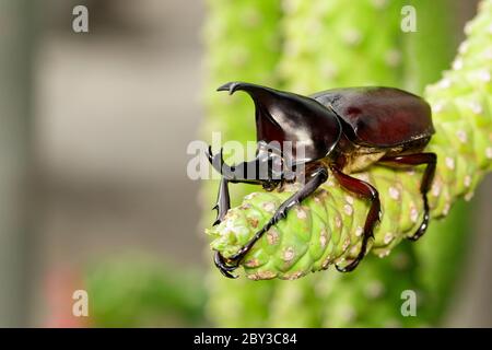 Bild von Dynastinae auf Naturhintergrund. Insekt. Tier. Dynastinae ist Kämpfer des Berges in aus Thailand. Stockfoto