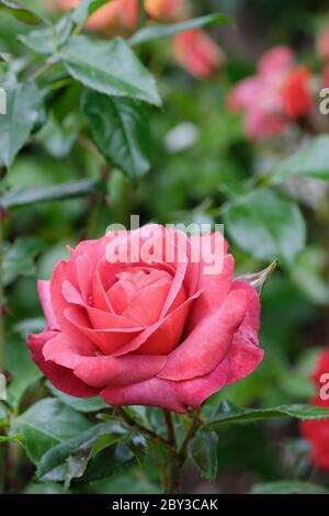 Rosa heiße Schokolade (Wekpaltez) Beetrose Blütenrose 'Kiwi' 'Nubya' 'Wekpaltez' 'Wekpaltlez' Kakao Stockfoto