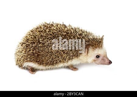 Bild von kleinen Igel isoliert auf weißem Hintergrund. Wilde Tiere. Stockfoto