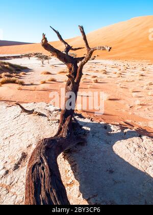 Tote Kameldornbäume in Deadvlei Trockenpfanne mit rissiger Erde in der Mitte der roten Dünen der Namib-Wüste, in der Nähe von Sossusvlei, Namib-Naukluft Nationalpark, Namibia, Afrika Stockfoto