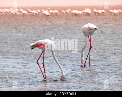 Flamingos fressen aus flachem Wasser in der Nähe von Walvis Bay, Namibia. Stockfoto