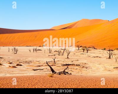 Tote Kameldornbäume in Deadvlei Trockenpfanne in der Mitte der Namib Wüste roten Dünen, in der Nähe Sossusvlei, Namib-Naukluft National Park, Namibia, Afrika. Stockfoto