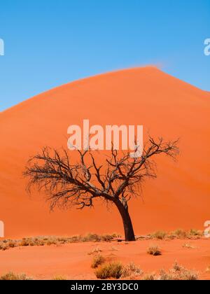 Akazienbaum vor der Dune 45 in der Namid Wüste (Namib Naukluft Nationalpark Namibia) Stockfoto