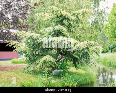 Große Zedernholz (Cedrus deodara) in Bonsai-Form in einem japanischen Garten Stockfoto