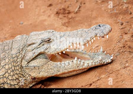 Horizontales Porträt des Nilkrokodils, Crocodylus niloticus, im Maasai Mara National Reserve. Kenia. Afrika. Stockfoto