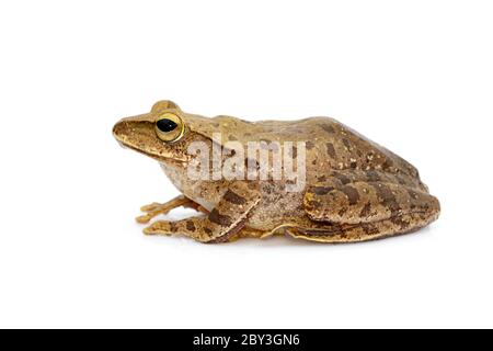 Bild von Frosch, Polypedates leucomystax, Polypedates maculatus auf weißem Hintergrund. Amphibien. Tier. Stockfoto