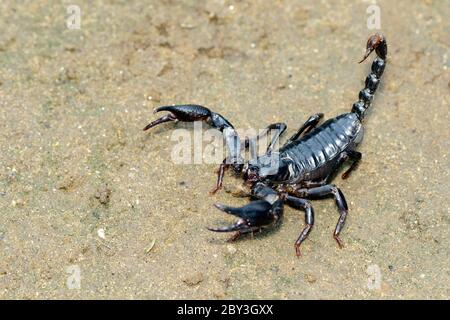 Bild des Kaiserskorpions (Pandinus Imperator) auf dem Boden. Insekt. Tier. Stockfoto