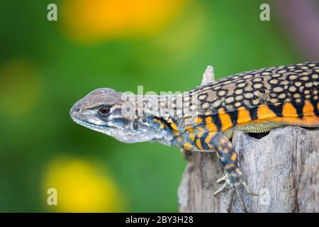 Bild der Schmetterling Agama Lizard (Leiolepis Cuvier) auf Naturhintergrund. . Reptil Tier Stockfoto