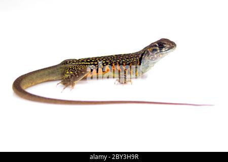 Bild der Schmetterlingsechse (Leiolepis Cuvier) auf weißem Hintergrund. Reptil Tier Stockfoto