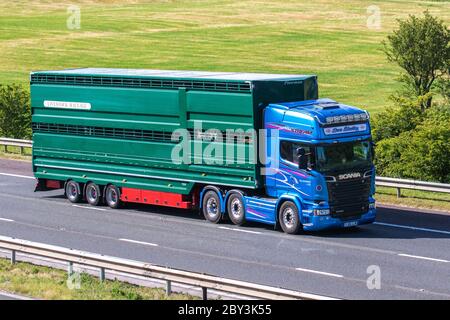 Dave Blockley Farm Viehtransport Lieferwagen, LKW, Transport, LKW, Tiere Träger, Scania R730 Fahrzeug, Europäische kommerzielle Transportindustrie LKW, M6 in Manchester, Großbritannien Stockfoto