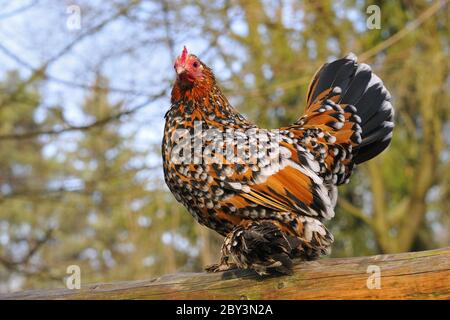 Bantam Stockfoto