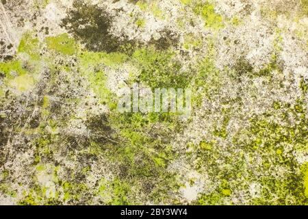 Nahaufnahme von Moos auf weißer Zementrisswand und geschälte Farbe durch Wasser und Sonnenlicht. Schälen Sie die Wand der weißen Hausfarbe mit schwarzem Fleck. Struktur BA Stockfoto