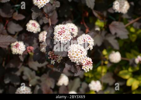 physocarpus opulifolius roter Baronstrauch mit winzigen Blüten Stockfoto