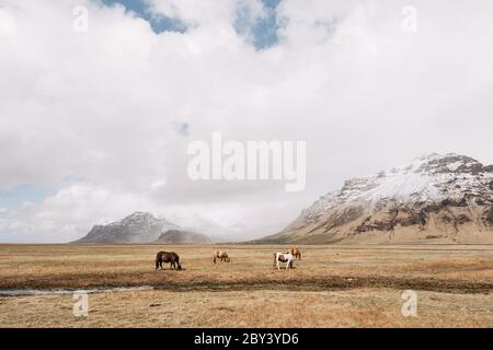 Vier Pferde grasen auf dem Feld, vor dem Hintergrund einer schneebedeckten Klippe, Wolken und blauem Himmel. Das isländische Pferd ist eine Rasse von Pferden, die in Island angebaut werden. Stockfoto