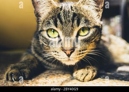 Niedliche tabby Katze mit grünen Augen schaut auf Kamera. Nahaufnahme eines wunderschönen gestreiften Katers, der im Innenbereich auf dem Teppich liegt. Stockfoto