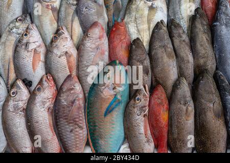 Frischer Fisch zum Verkauf auf dem Straßenmarkt in Kota Kinabalu, Insel Borneo, Malaysia, Nahaufnahme Meeresfrüchte Stockfoto