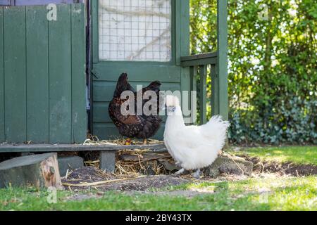 Erwachsene Silkie und Wyandotte Hühner vor einem alten Wendy Haus gesehen, jetzt als Hühnerstall verwendet. Stockfoto