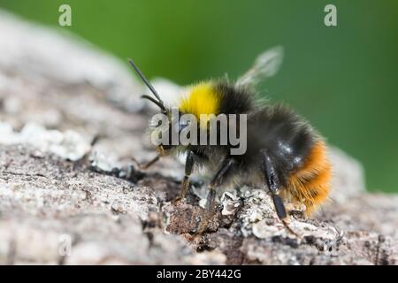 Wiesenhummel, Wiesen-Hummel, Hummel, Bombus pratorum, Pyrobombus pratorum, frühe Hummel, frühe Hummel, frühe Hummel, früh nistende Hummel, le Bourdon des Stockfoto