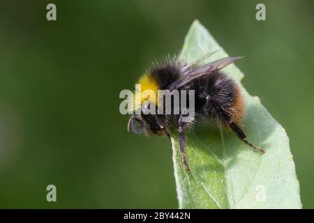 Wiesenhummel, Wiesen-Hummel, Hummel, Bombus pratorum, Pyrobombus pratorum, frühe Hummel, frühe Hummel, frühe Hummel, früh nistende Hummel, le Bourdon des Stockfoto