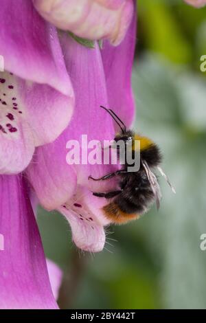 Wiesenhummel, Wiesen-Hummel, Hummel, Bombus pratorum, Pyrobombus pratorum, frühe Hummel, frühe Hummel, frühe Hummel, früh nistende Hummel, le Bourdon des Stockfoto