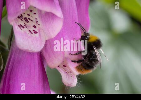 Wiesenhummel, Wiesen-Hummel, Hummel, Bombus pratorum, Pyrobombus pratorum, frühe Hummel, frühe Hummel, frühe Hummel, früh nistende Hummel, le Bourdon des Stockfoto