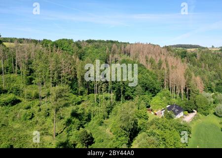 Fichten, Fichte sind vertrocknet und durch Borkenkäfer Geschaedigt, Fichtenwald, Fichtenwälder, Nadelwälder, Nadelwald, Fichtensterben, Waldsterben, Kl Stockfoto