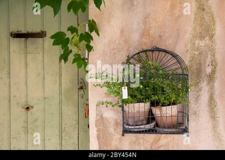 Ein paar Pflanzen in einer schönen Wanddisplays in der Provence Frankreich neben einer grünen Tür montiert Stockfoto