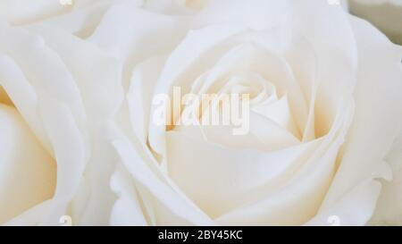Weiße Rose Knospe Nahaufnahme weichen Fokus Hintergrund Stockfoto
