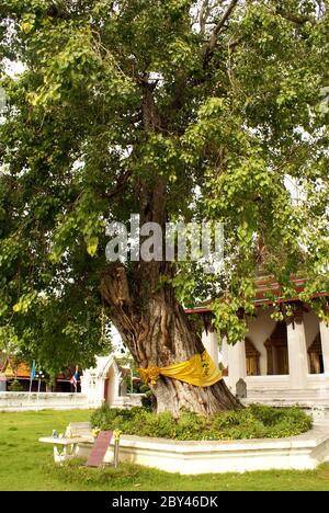 Bodhi Baum in Ayuthaya Stockfoto