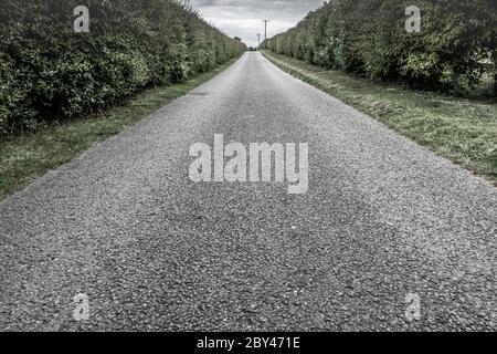 Bodenansicht einer strukturierten asphaltierten Landstraße, die eine Steigung hinauf fährt. Die Ferne zeigt Telegrafenmasten und Kabel in der Nähe des Hügelgipfels. Stockfoto