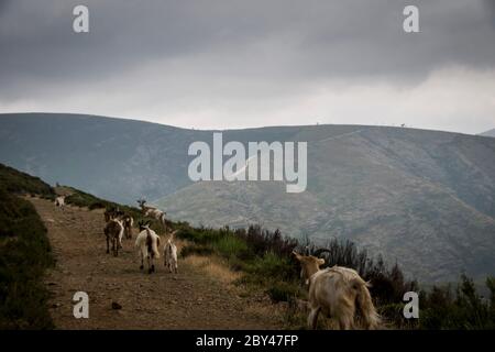 Eine Herde Ziegen läuft auf den Spuren einer Berglandschaft vorbei. Wolkig und grau. Querformat Stockfoto