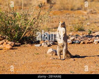 Kap-Boden-Eichhörnchen in trockener Landschaft von Namibia Stockfoto