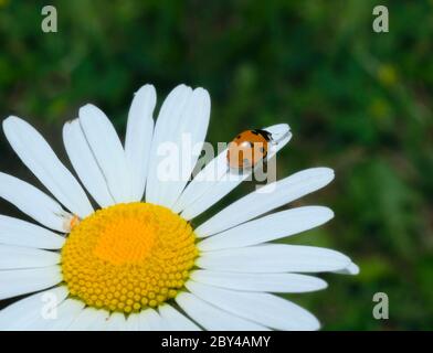 Marienkäfer Klettern Cammomile Blume Stockfoto
