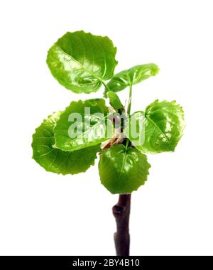 Grüne Blätter der Weide im Frühling Stockfoto