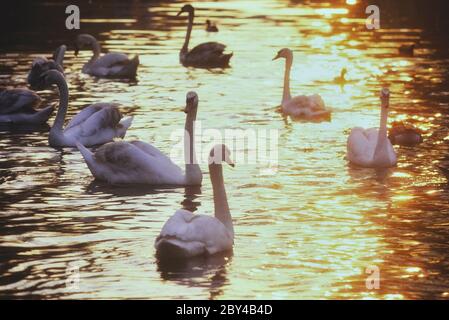 Stumme Schwäne, Cygnus olor, schwimmen im goldenen Licht bei Sonnenuntergang Stockfoto