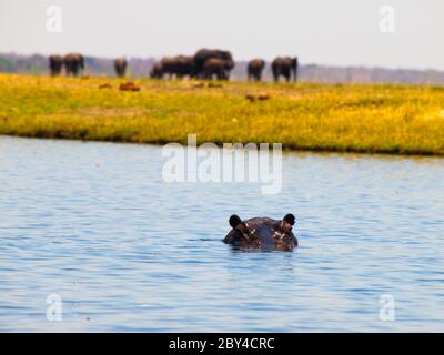 Hippo versank vollständig unter der Flussoberfläche. Nur Augen und Ohren sind sichtbar. Unfokussierte Elefantenherde auf einem Hintergrund. Stockfoto