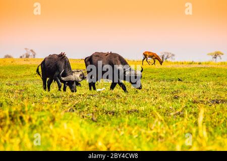 Grasende Büffel und Vögel auf ihnen sitzend, Chobe Riverfront National Park, Botswana Stockfoto