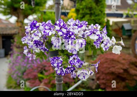 Hängender Korb draußen in einem Garten voller Pflanzen Stockfoto