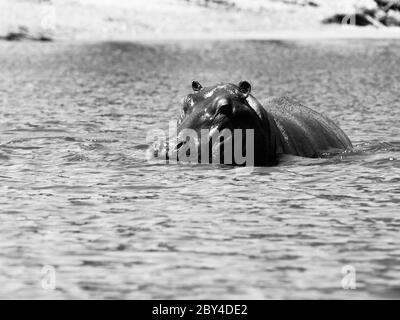 Flusspferde versteckt im Wasser des Chobe River, Botswana. Schwarzweiß-Bild. Stockfoto