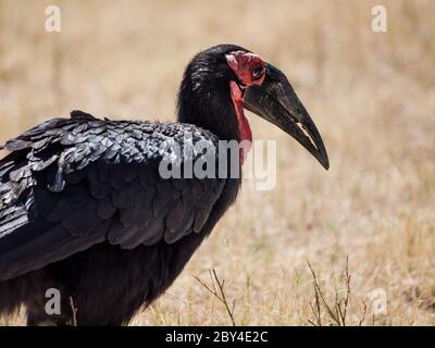 Südliche Erdhornschnabel oder Bucorvus leadbeateri, in der Savanne, Okavango-Delta, Botswana Stockfoto