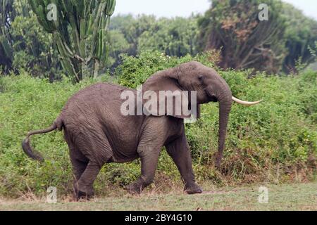 Eine alte, mit einem Zusked Elephant versehene Kuh handelt offensichtlich aufgewühlt, als sie ihre Rasse-Herde bedeckt und sich in den dicken Euphorbia-Busch einzieht. Stockfoto