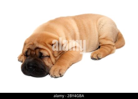 Shar pei Welpen Hund schlafen Stockfoto