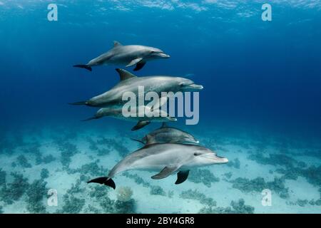 Ein paar wilde indopazifische Tümmler (Tursiops aduncus) spielen vor der Kamera unter Wasser im Roten Meer. Stockfoto