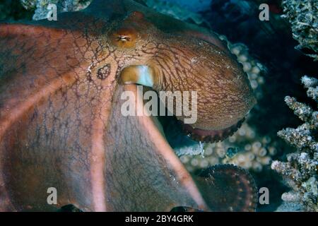 Octopus cyanea, auch bekannt als der große blaue Oktopus sitzt auf dem Korallenriff im Roten Meer. Stockfoto