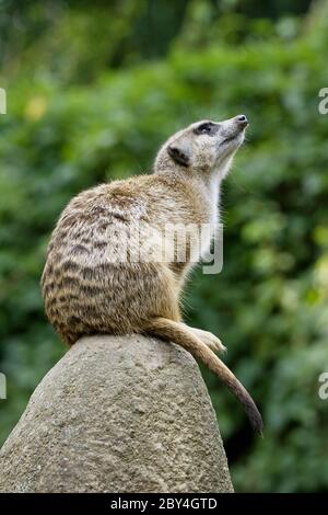 Erdmännchen auf Uhr sitzt auf einem großen Felsen Stockfoto